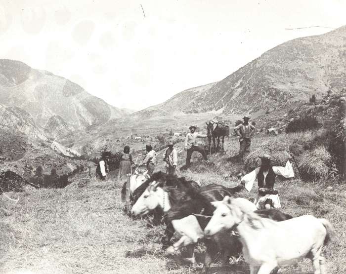 alonisma