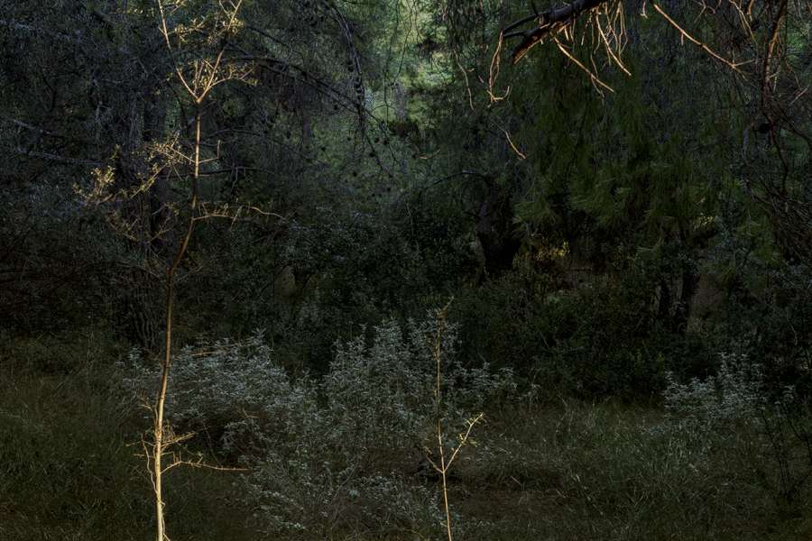 «Dear forests, sweet shadows,  I come to seek my heart!»