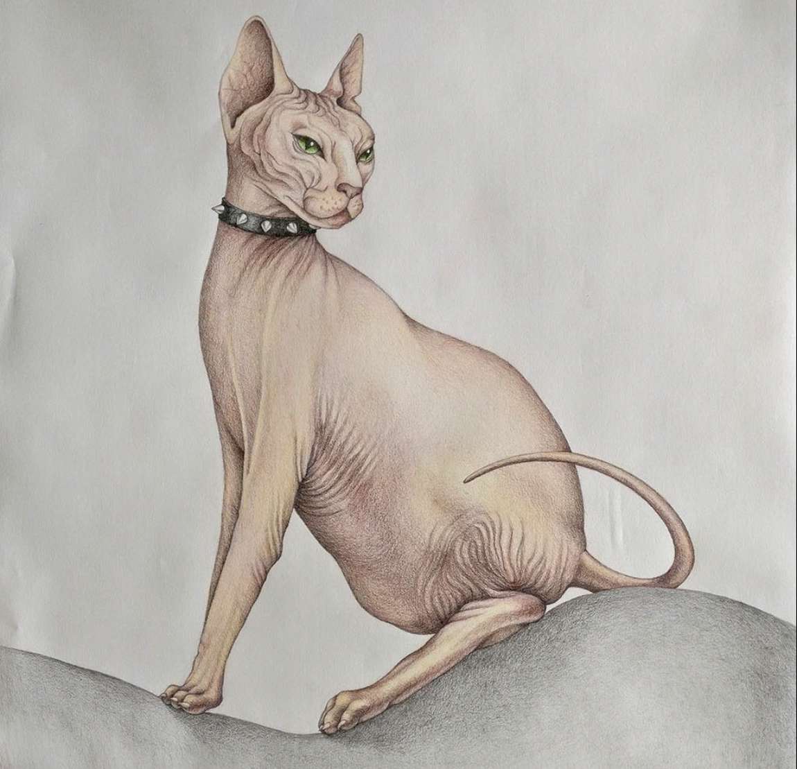 Artists like cats,Soldiers like dogs