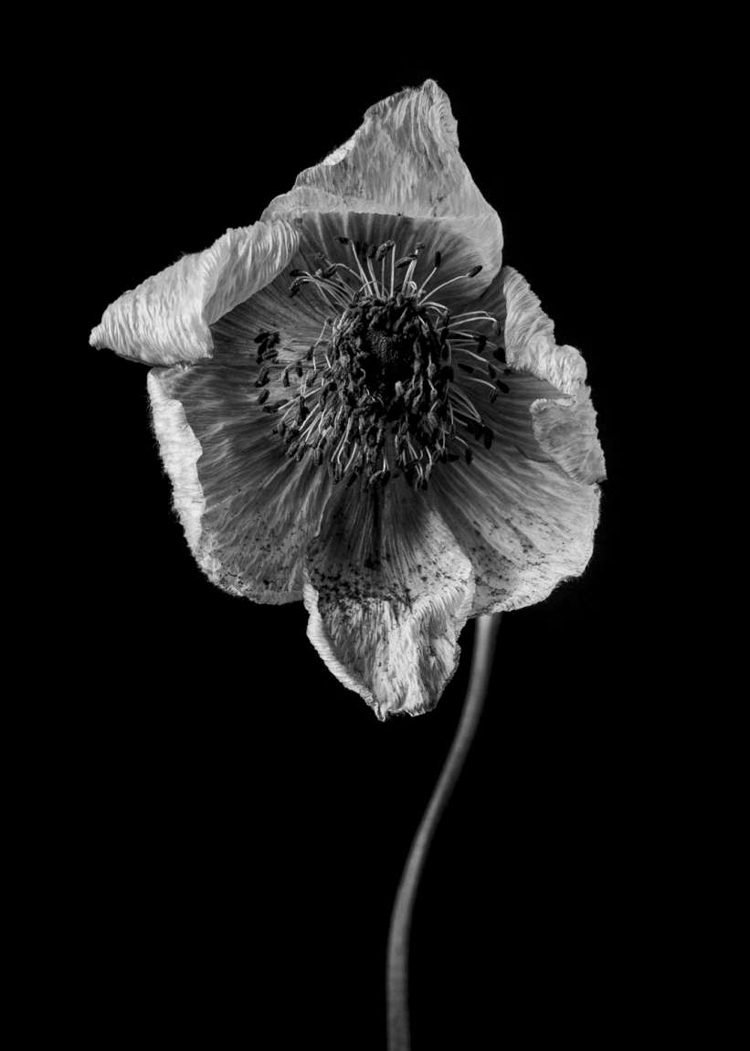 Ephemeral