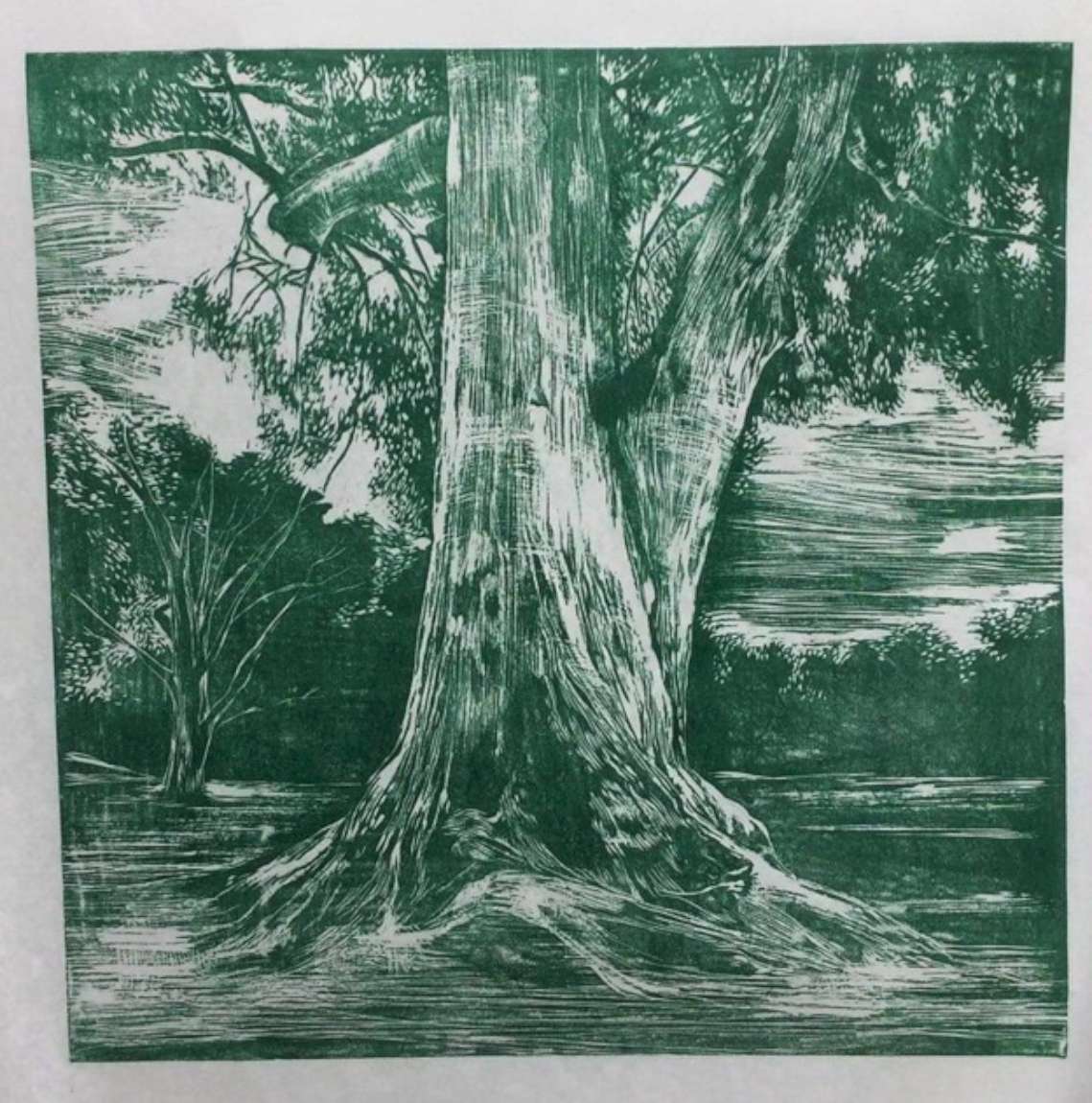 Eucalyptus Εκ ΦύΣΕΩΣ