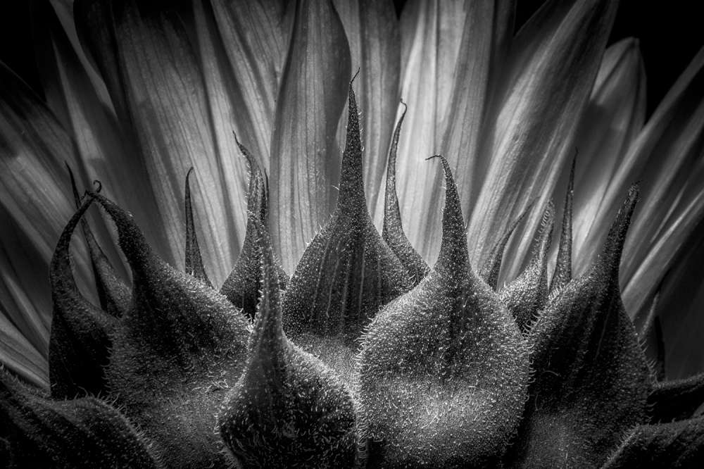Art of Black & White – Dramatic Lighting – Your Perfect Shot